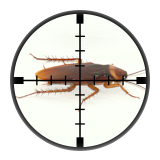 German Cockroach (Blattella Germanica) & Oriental Cockroach (Blatta Orientalis) - Targetted Cockroach Control from Millennium Pest Control London