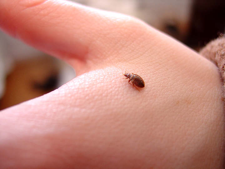 Bed Bugs are rounded in shape before they feed