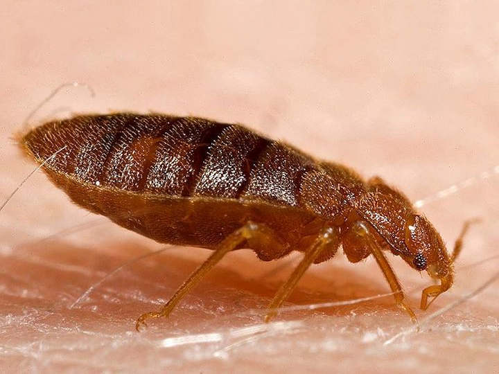 After feeding Bed Bugs become longer and thinner