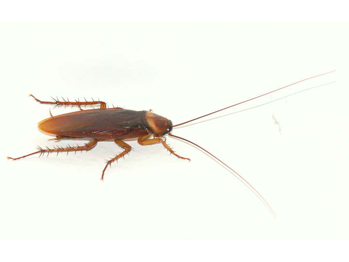 German cockroach (Blattella Germanica) London