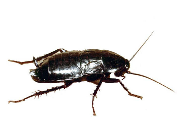 Oriental cockroach (Blatta Orientalis) London