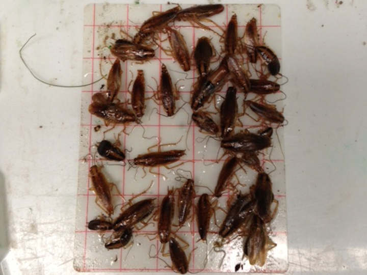 Measuring an infestation using Cockroach Sticky Traps