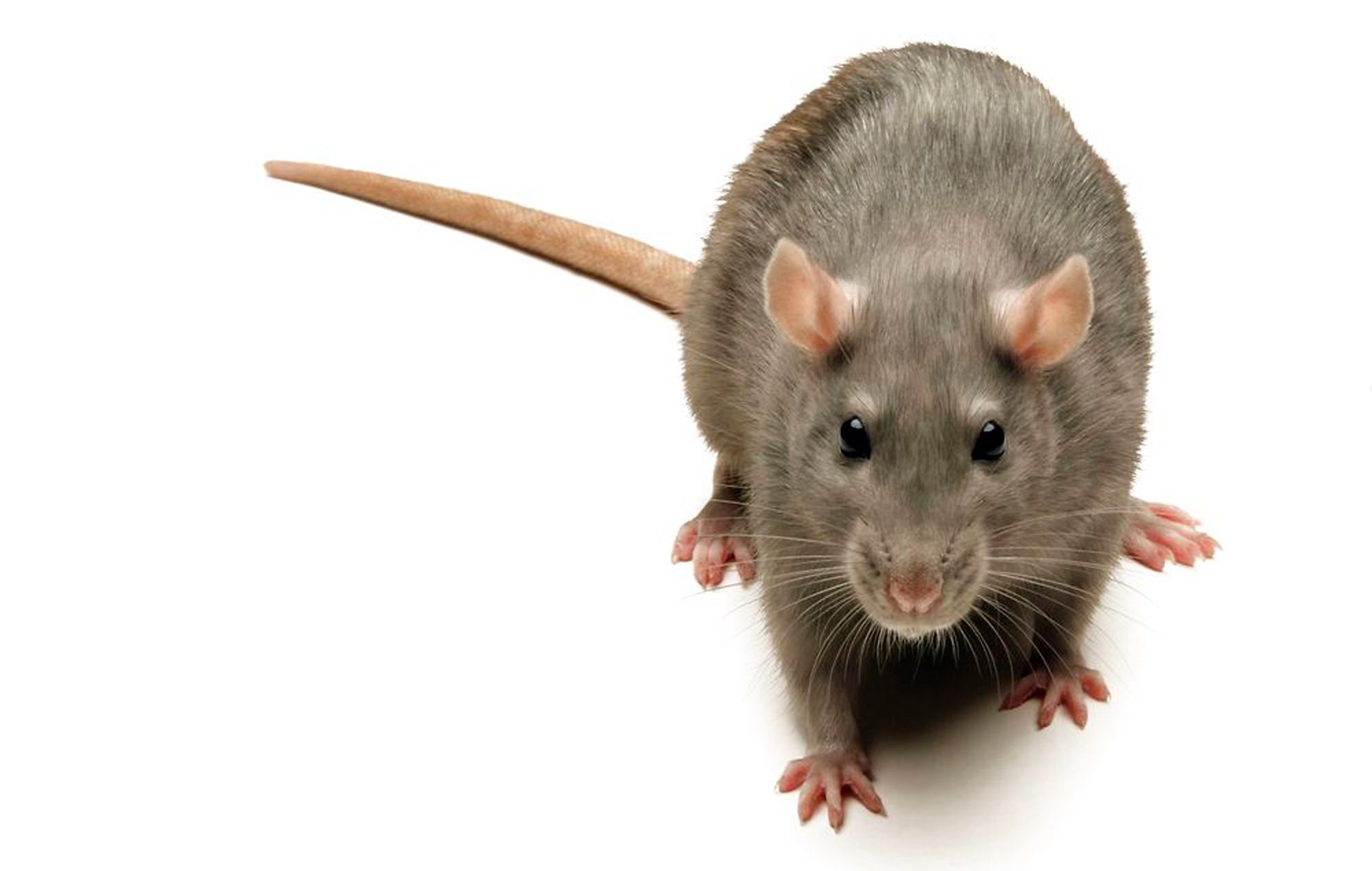 Brown Rat (Rattus Norvegicus) London