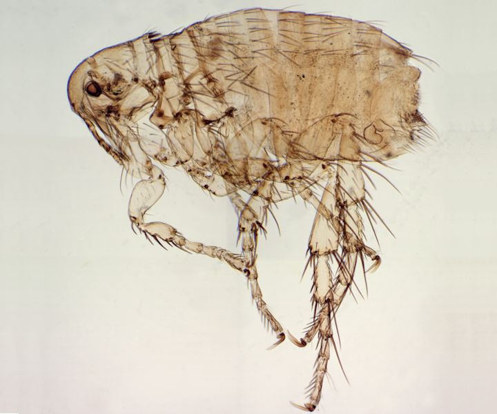 Dog Flea (Ctenocephalides Canis) London