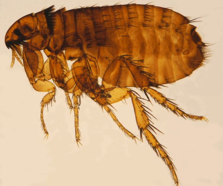 Cat Flea (Ctenocephalides Felis) London