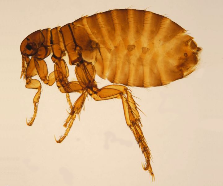 Fleas (Pulex Irritans) London